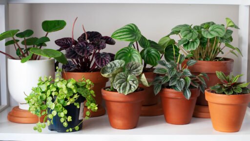 Houseplants Thriving in Winter